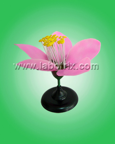 Peach Flower Model