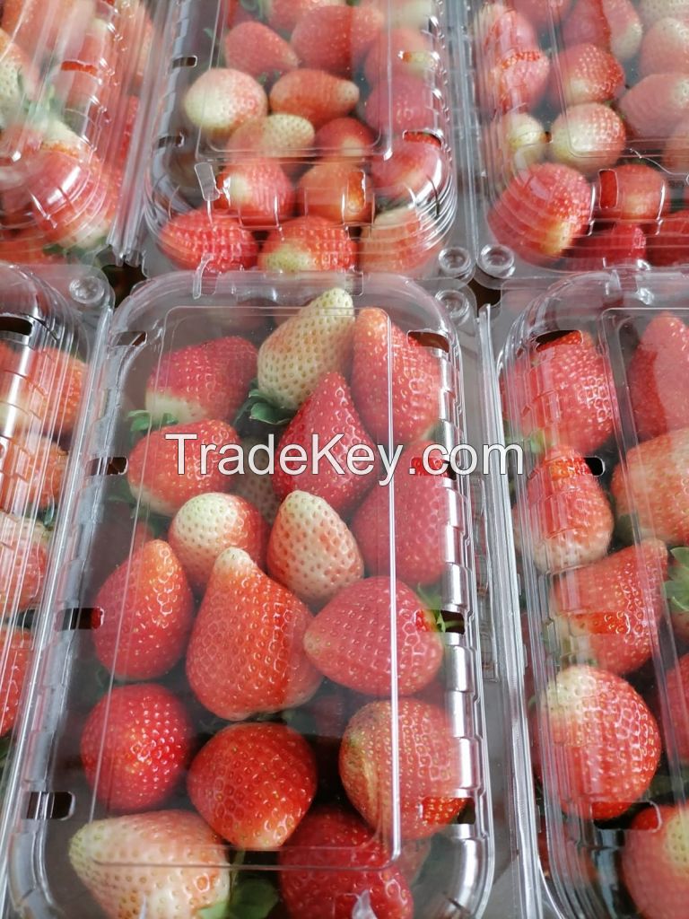 Fresh Strawberry