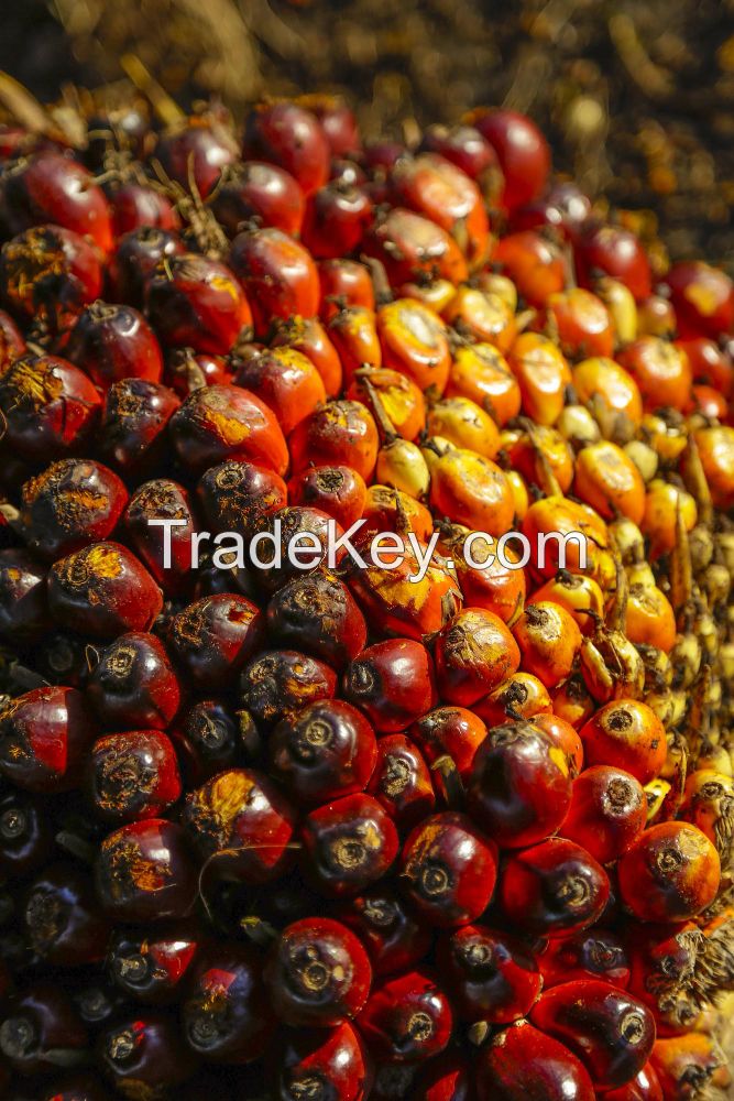 Palm oil