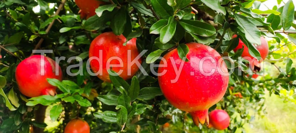 Pomegrante Bhagwa ganesh