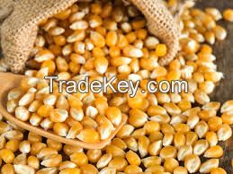 Yellow Corn