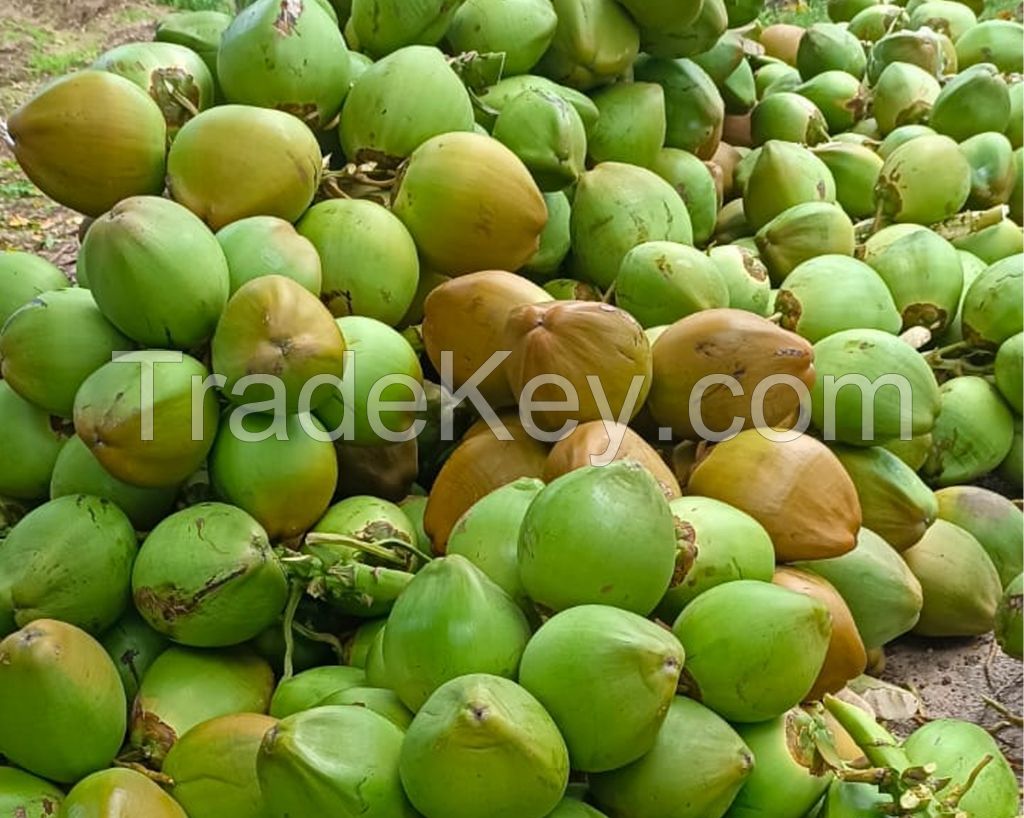 Tender Coconut