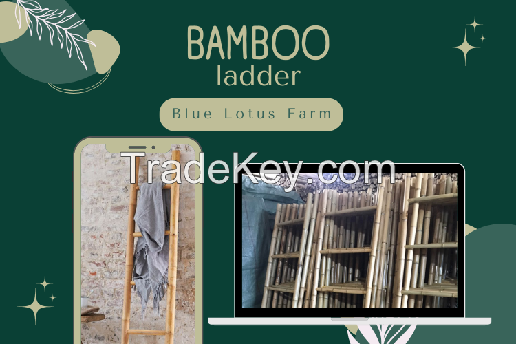 In Bulk Quantity Exporting Bamboo Ladder Vietnamese Product Loading Wholesale From Blue Lotus Farm 2023