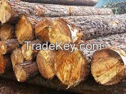 Southern yellow Pine logs