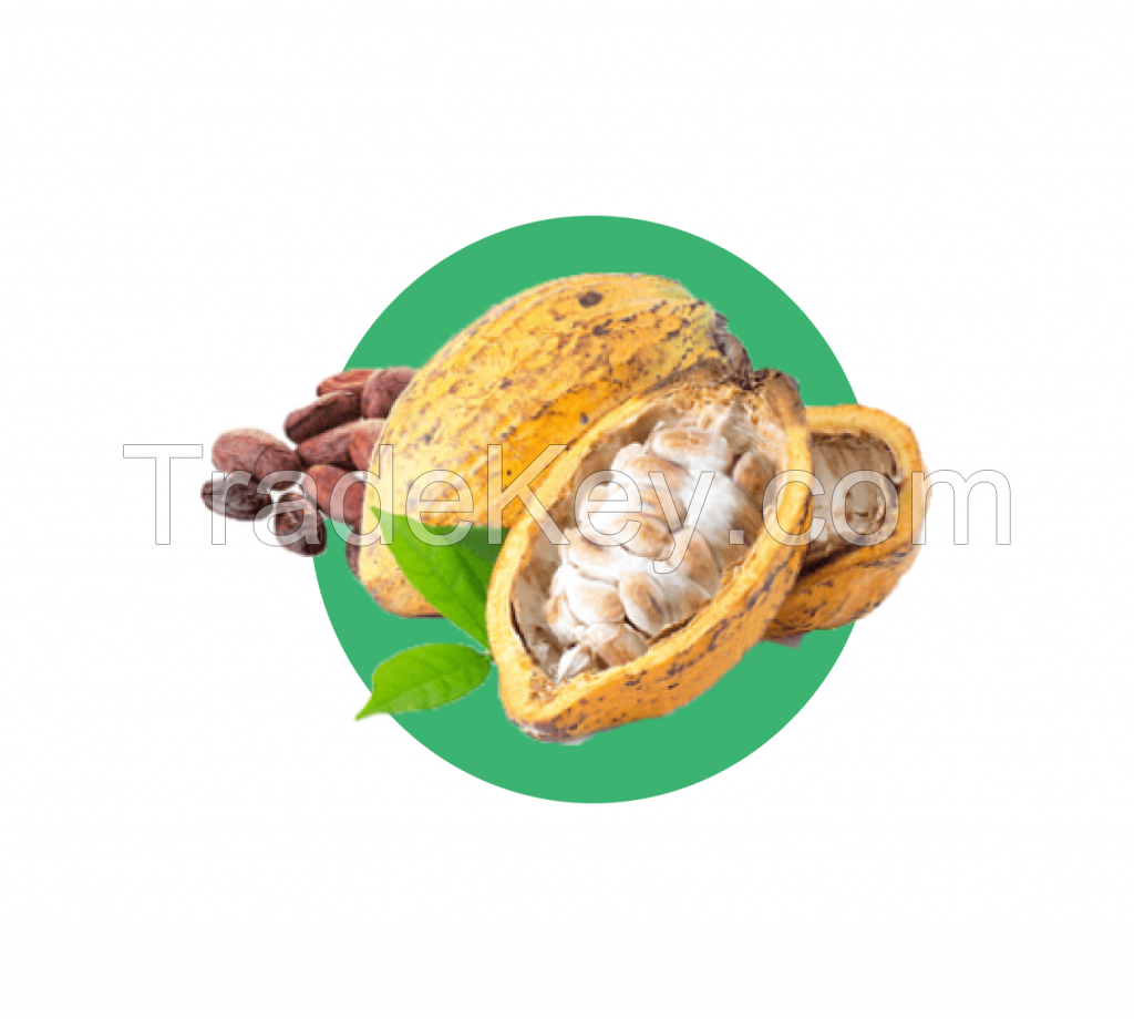 cocoa beans 