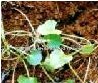 Centella Asiatica Extract Powder