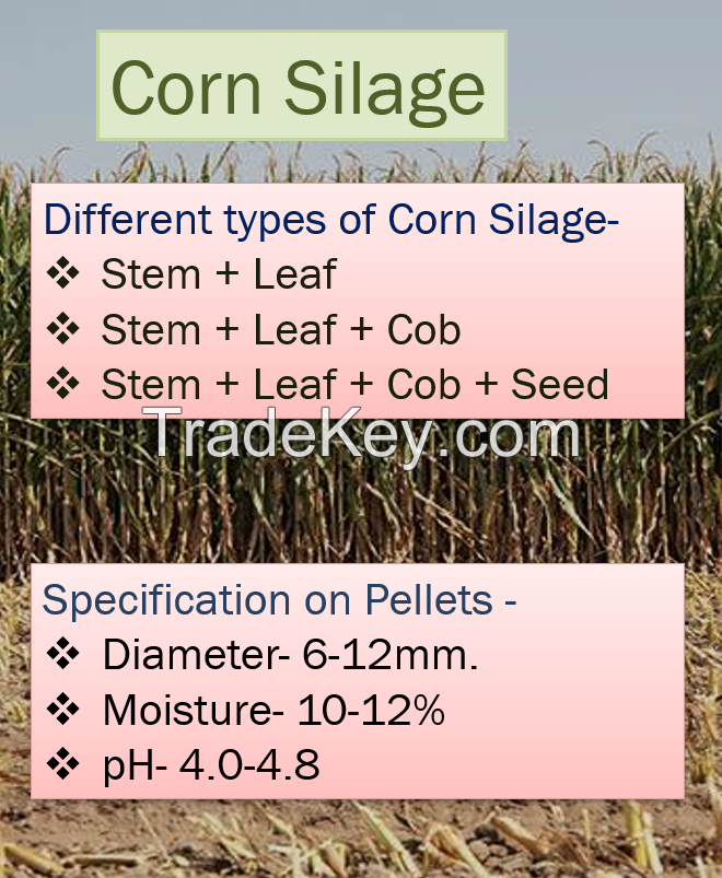 Dried Corn Silage Pellets