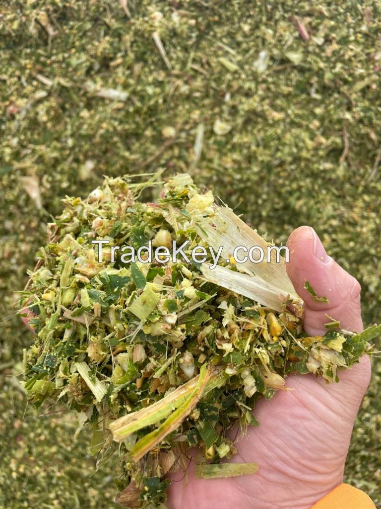 Corn silage