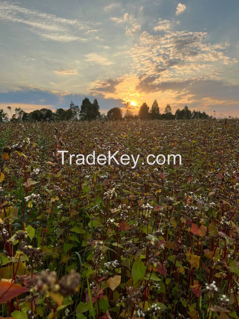 Buckwheat EU Organic