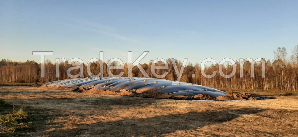 Corn silage