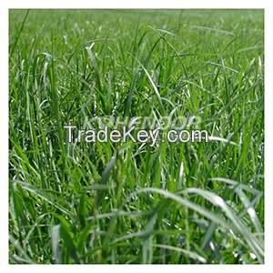 Kohenoor Ryegrass Seed - Boost Forage Quality and Milk Production