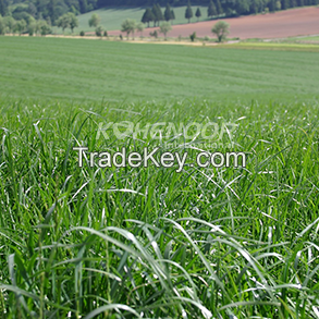 Kohenoor Ryegrass Seed - Boost Forage Quality and Milk Production