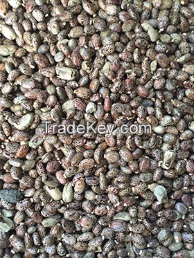 Premium Castor Seed