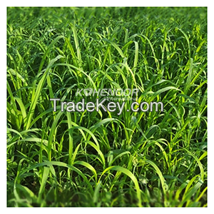 Kohenoor Ryegrass Seed - Boost Forage Quality and Milk Production