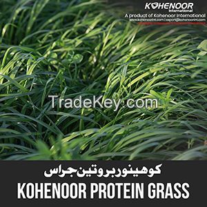 Protein Grass Seed - Boost Milk & Meat Production with Kohenoor