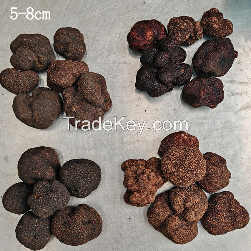 Popular Wild Fresh Black Truffles for Wholesale