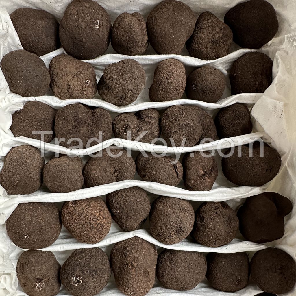 Popular Wild Fresh Black Truffles for Wholesale