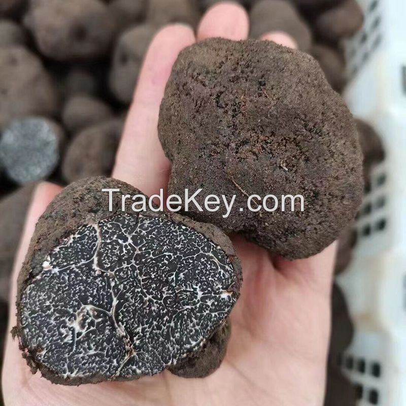 Fresh Truffles Wild Black Truffle +14.2gr size 3-4cm