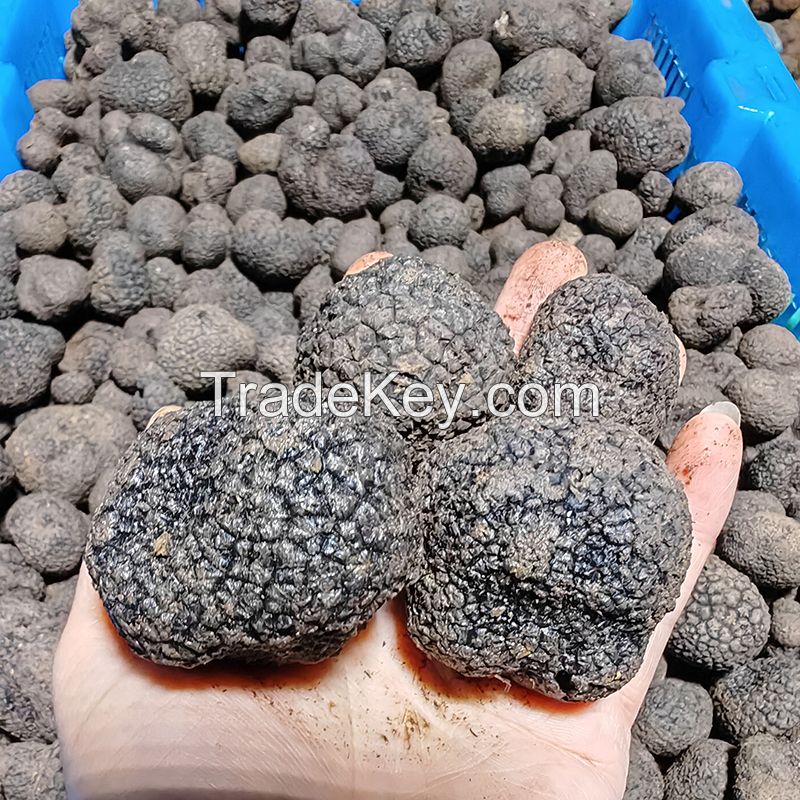 Popular Wild Fresh Black Truffles for Wholesale