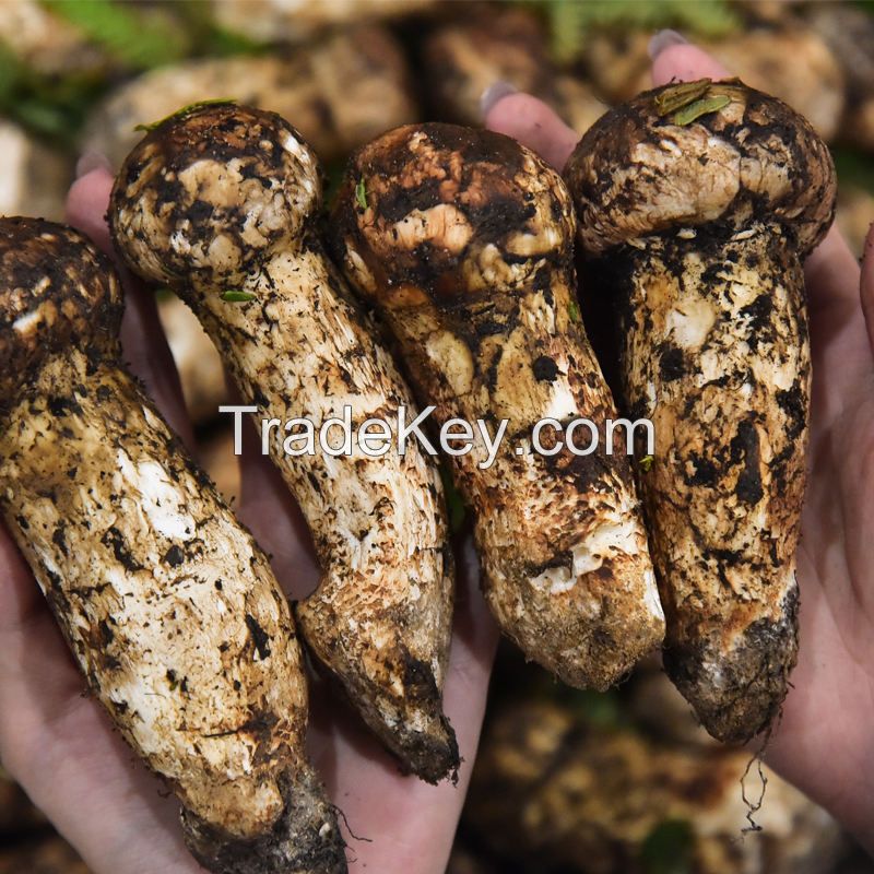 Wholesale Freeze Dried Matsutakes Slices Mushrooms