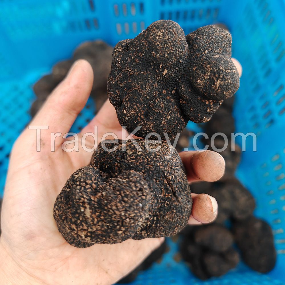 Enjoy Delicious Fresh Black Truffles