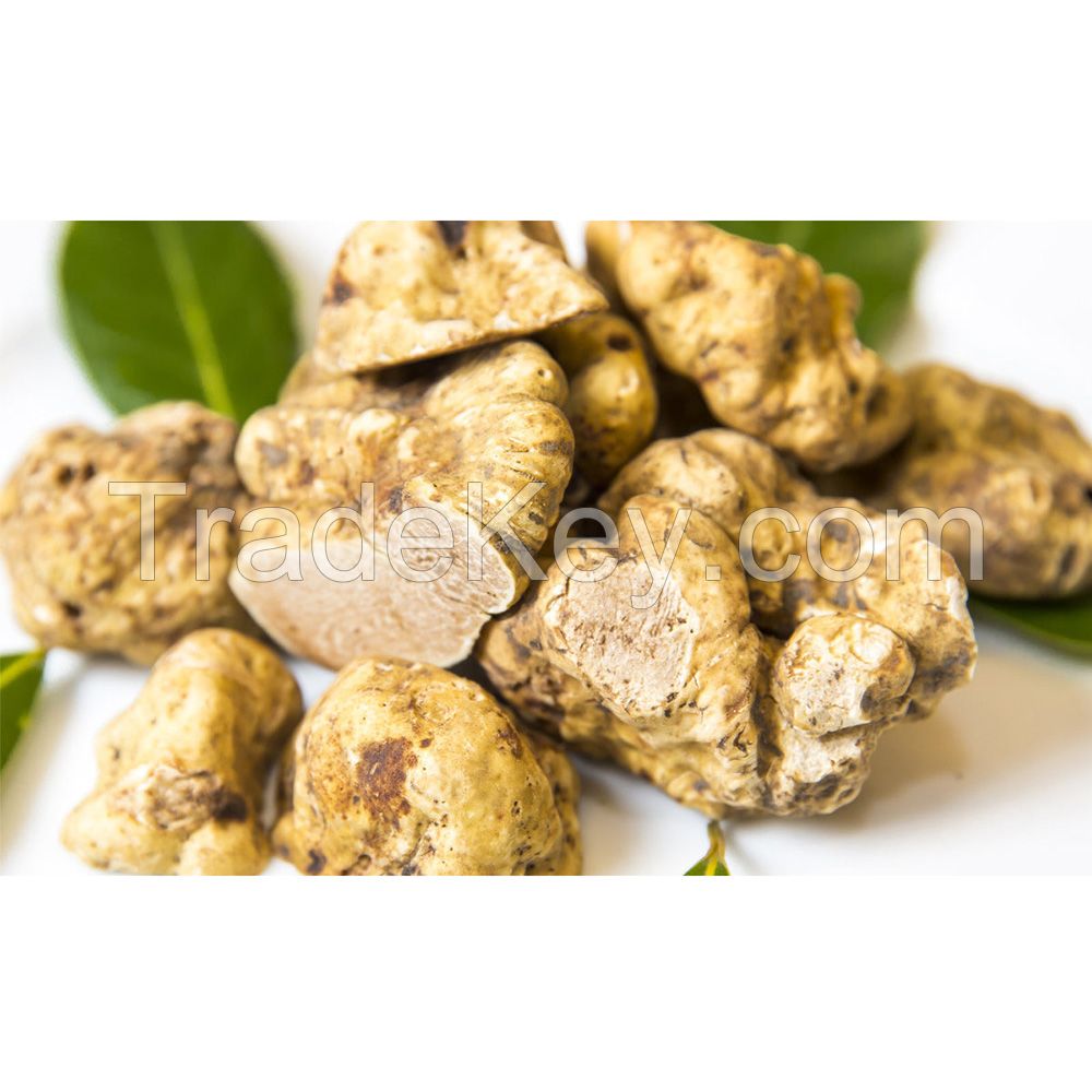 Popular Fresh White Truffles Mushrooms for Wholesale