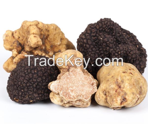 Popular Fresh White Truffles Mushrooms for Wholesale