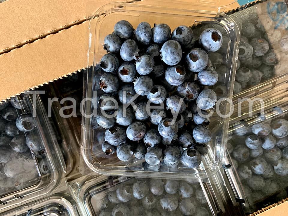 Fresh Blueberries, High Quality Blueberries, Fresh Blueberries Punnets