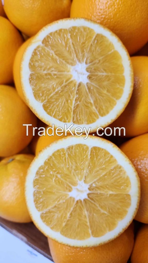 Fresh Oranges, Fresh Valencia Oranges and Navel Oranges High Quality Low Price