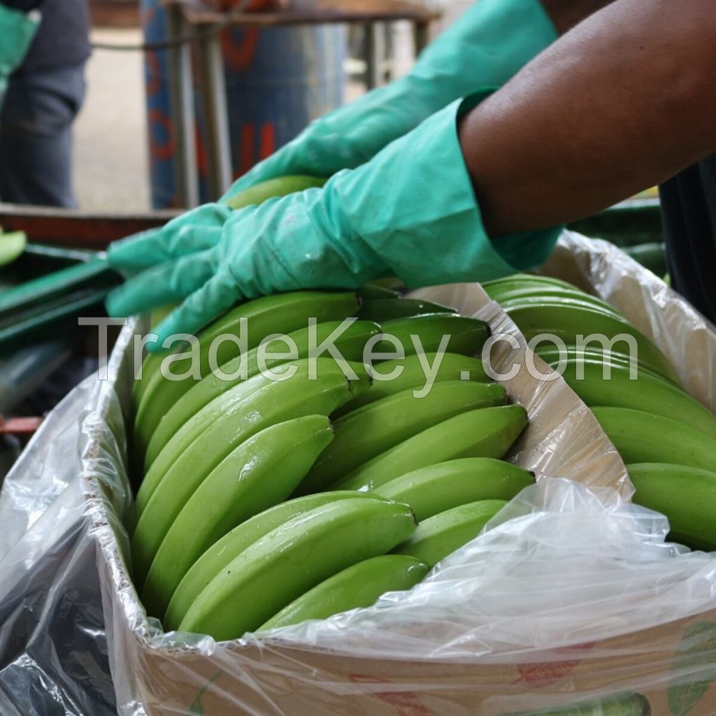 Premium Fresh Banana, Green Cavendish Banana, Green Banana, Sweet Yellow Banana