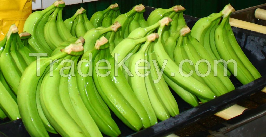 Premium Fresh Banana, Green Cavendish Banana, Green Banana, Sweet Yellow Banana