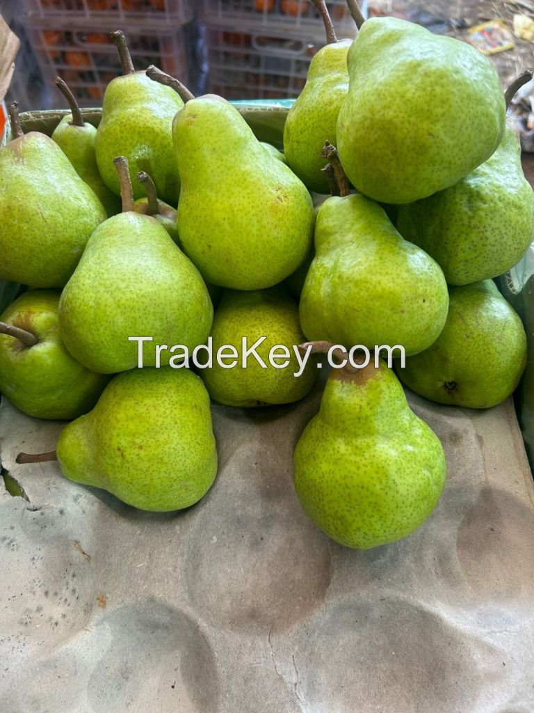 Fresh Pears, Premium Sweet Pears, Packams Triumph Pears, Forelle Pears, Bon Rouge Pears