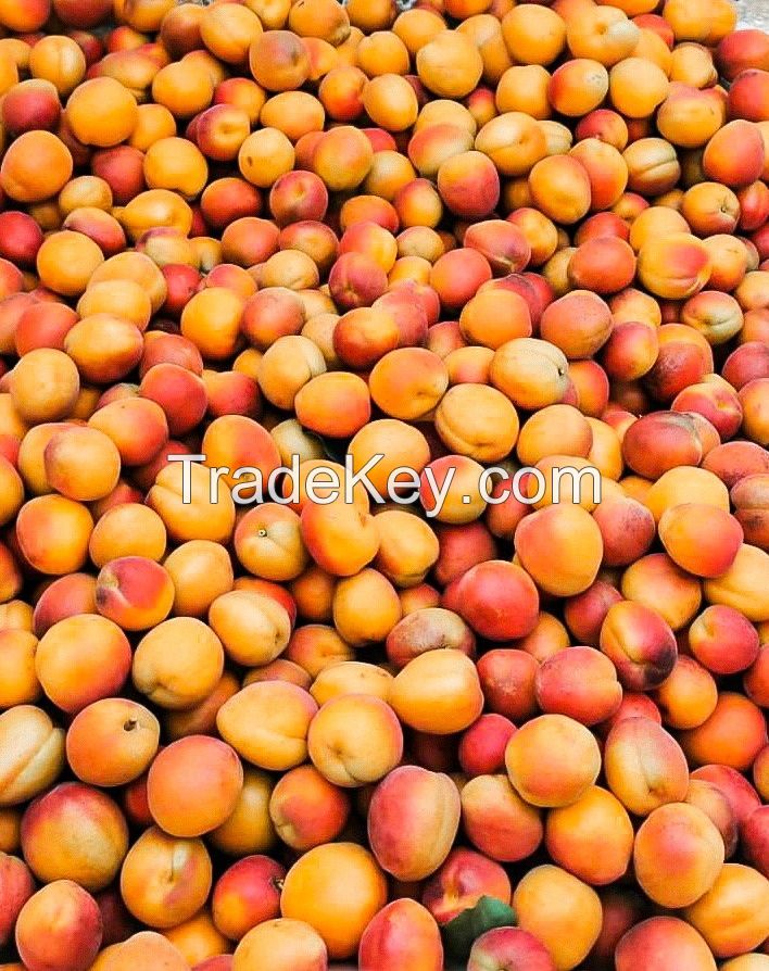 Top Quality Fresh Apricot, Organic Apricot, Fresh Apricot Fruit, Diced Apricots, Dry Apricots