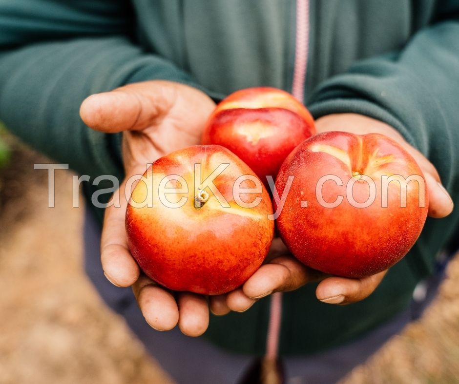 Quality Fresh Peaches, Fresh Plums, Fresh Nectarine, Yellow Peaches, Yellow Nectarine