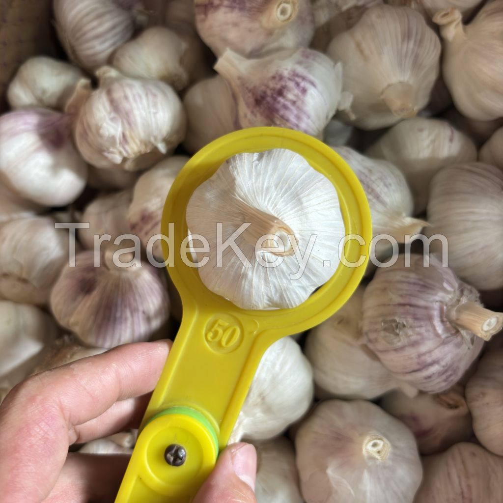 High Quality Fresh Garlic, White Garlic, Pink Garlic, Natural Pure Garlic