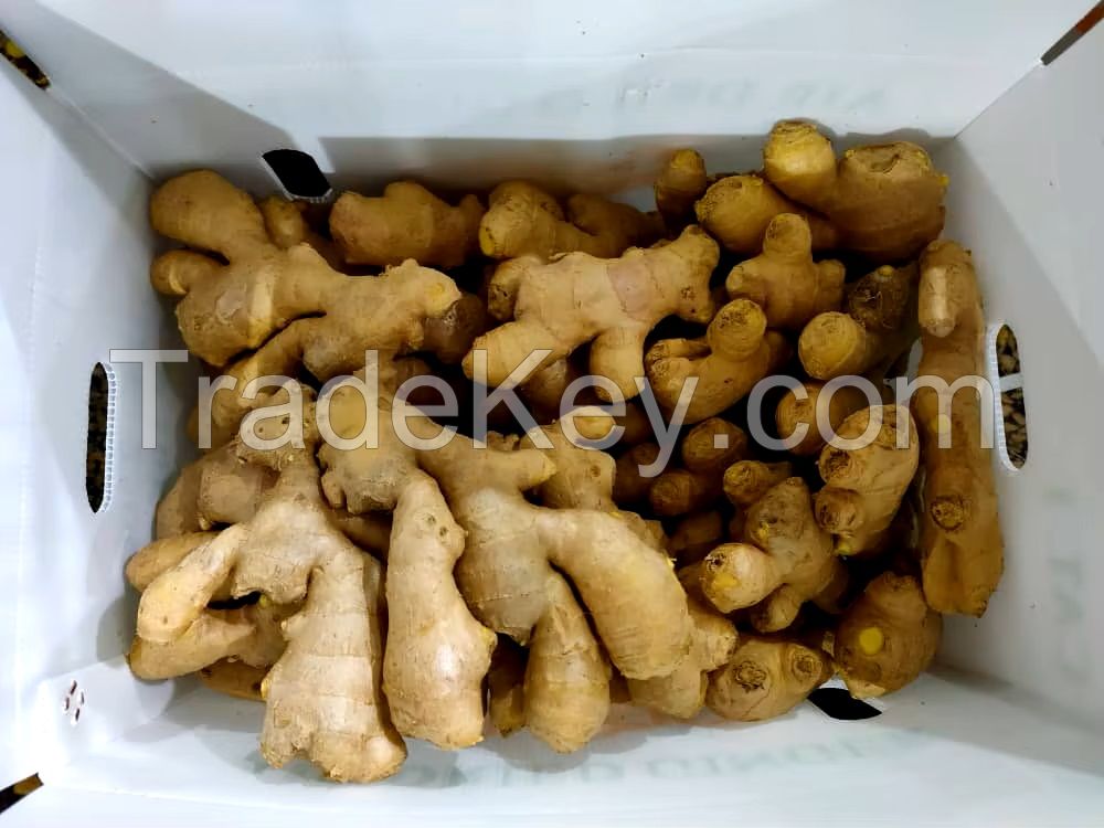 Fresh Ginger, Air Dry Ginger, Premium Fresh and Dry Ginger