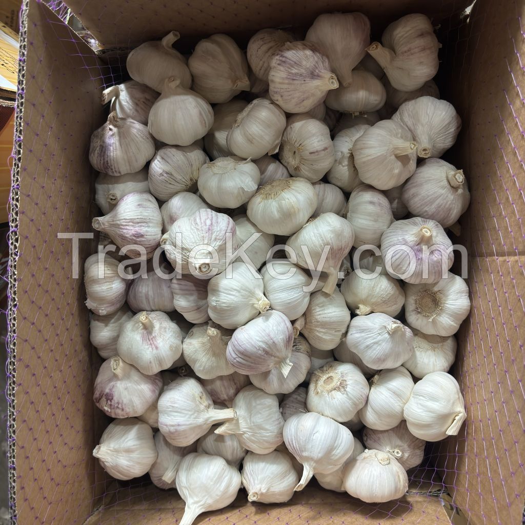 High Quality Fresh Garlic, White Garlic, Pink Garlic, Natural Pure Garlic