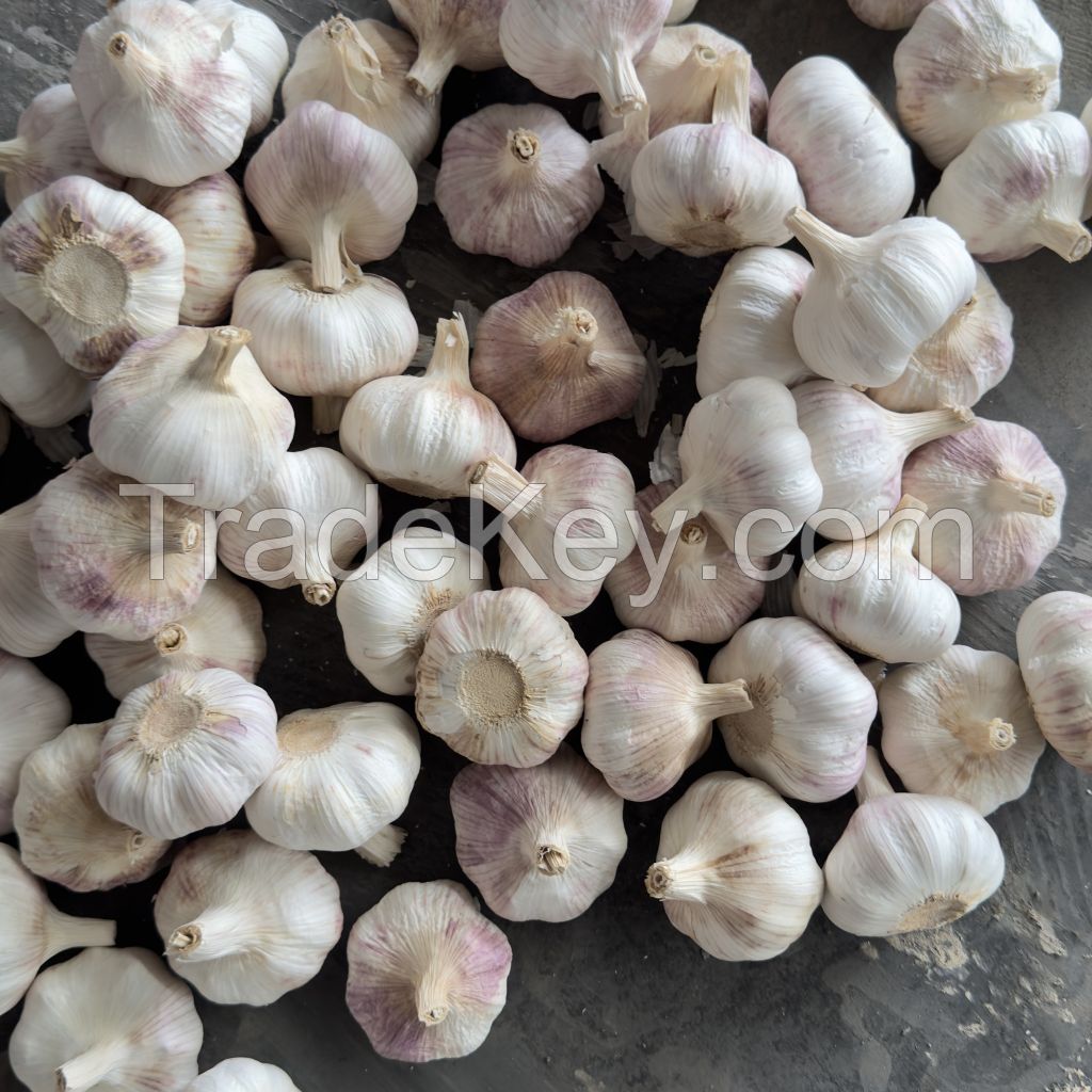 High Quality Fresh Garlic, White Garlic, Pink Garlic, Natural Pure Garlic