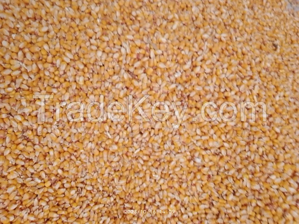 Yellow Corn