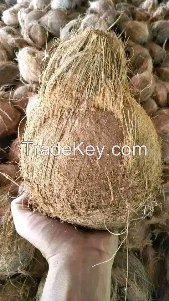 Mature Coconut