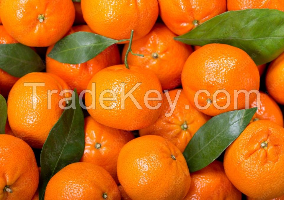 Egyptian Mandarin