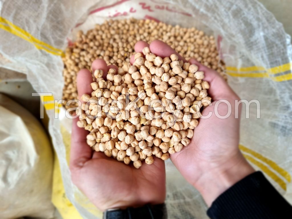 Iranian Chickpea