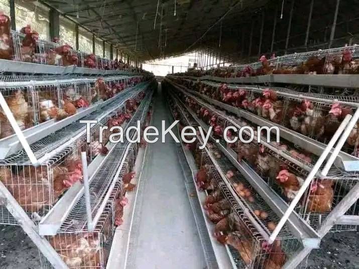 layer chicken cage, egg cage,battery cage,poultry farming equipment