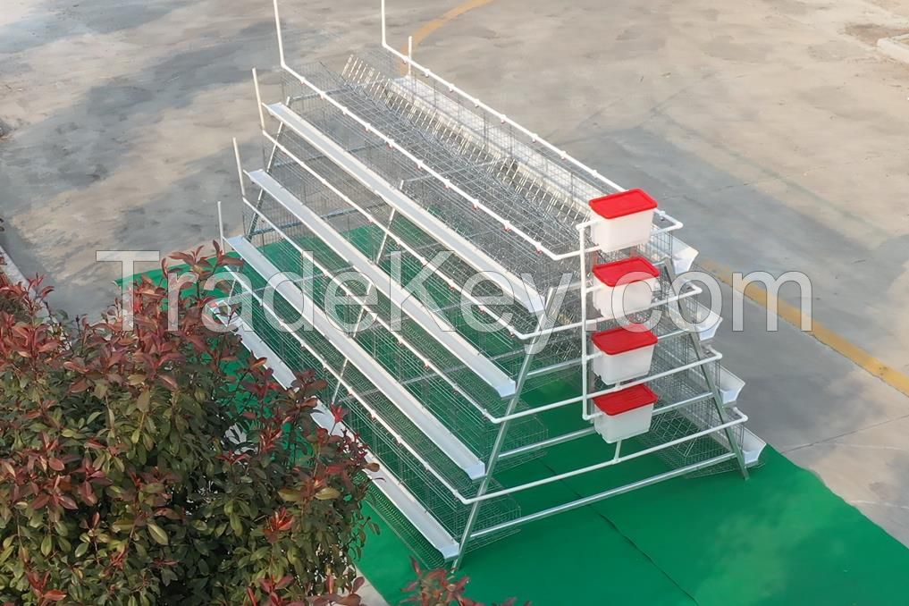 A type cage system for 5000 chickens poultry farm