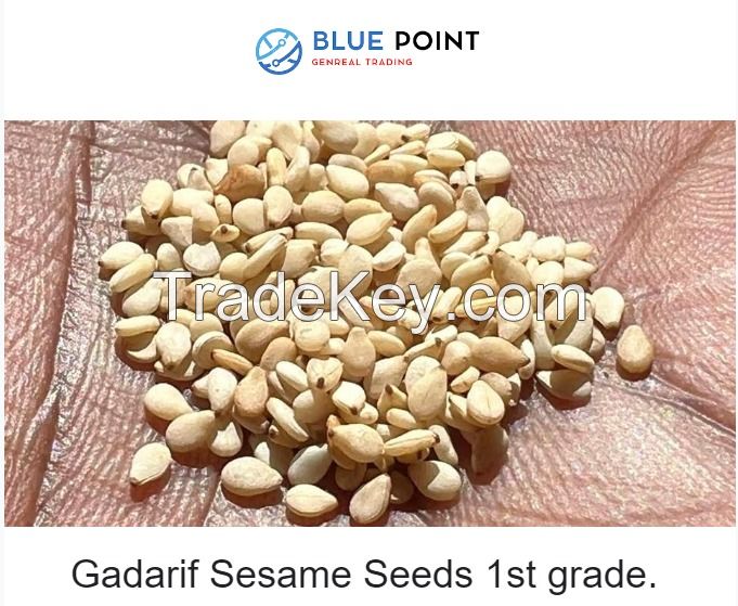 White sesame, 1st grade (Halawa-Gadarif)