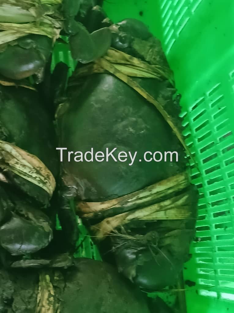live mud crabs