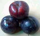 Chinese Angeleno Plum