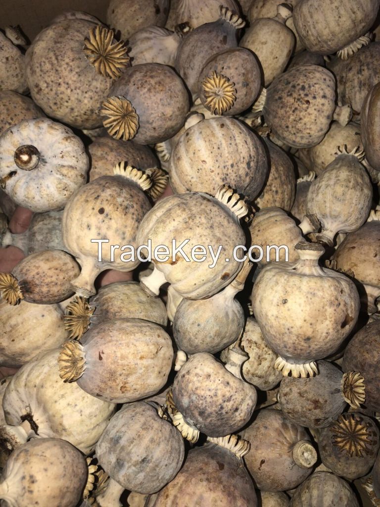 Dried Poppy pods 