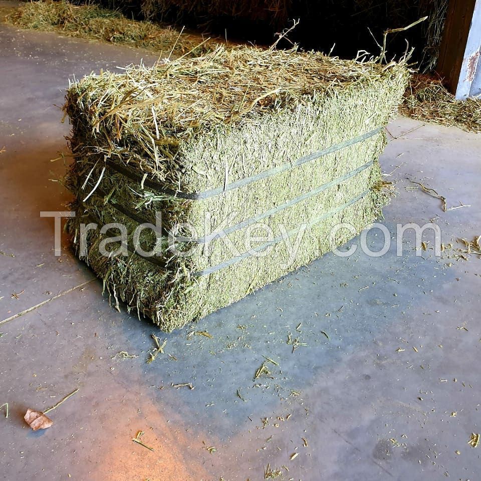 Alfalfa Hay in Bales