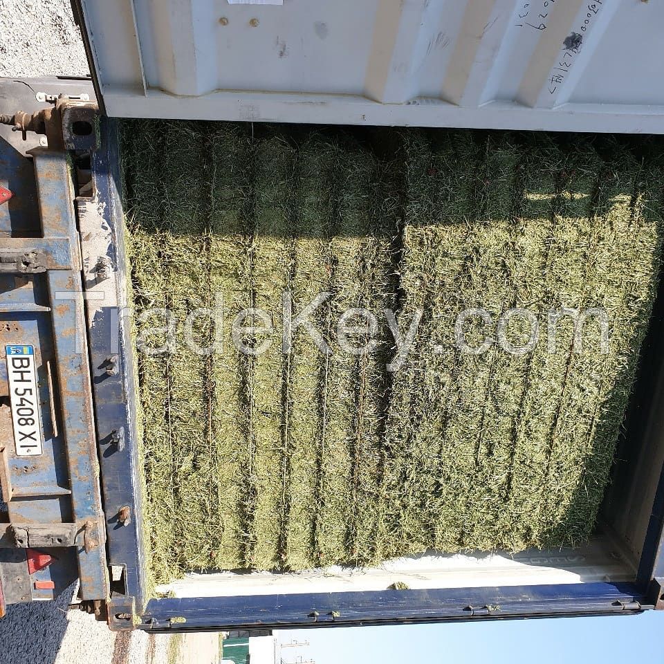 Alfalfa Hay in Bales